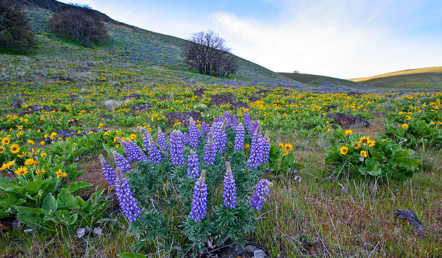 Lupine scenic Photograph by Jean Noren