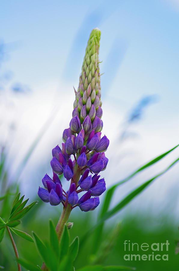 Lupine in the meadow Photograph by Tanja Riedel - Fine Art America