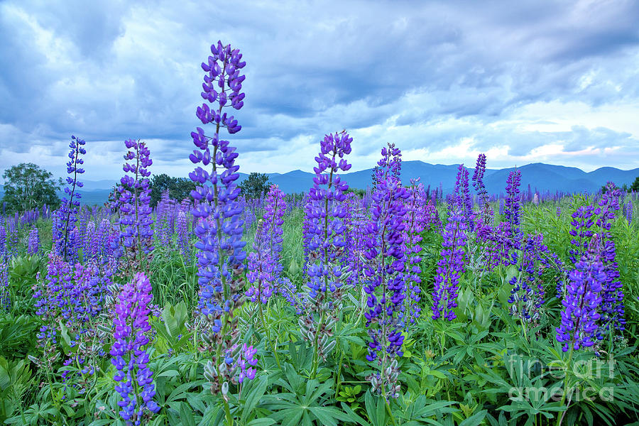 Lupines and Clouds Photograph by Susan Cole Kelly