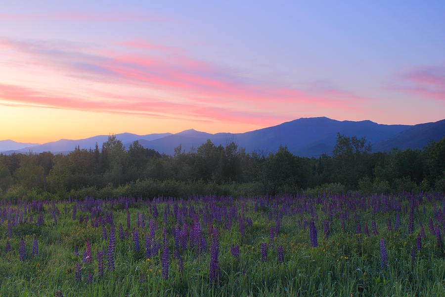 Lupines and Mount Lafayette at Sunrise Photograph by John Burk