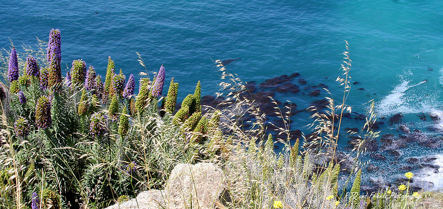 Lupines in Big Sur Photograph by PJQandFriends Photography
