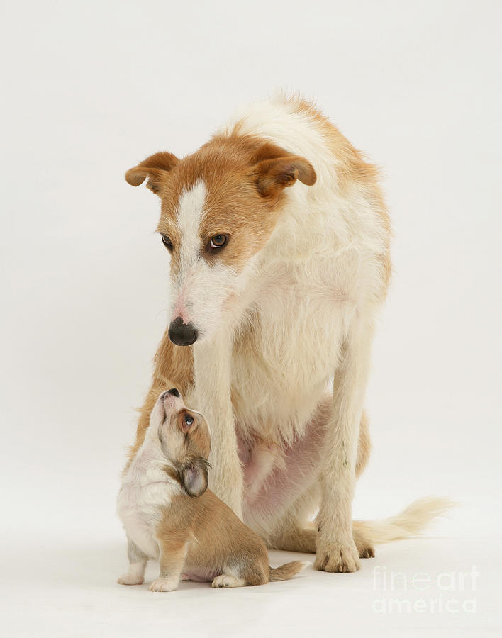 Chihuahua Photograph - Lurcher And Chihuahua by Jane Burton
