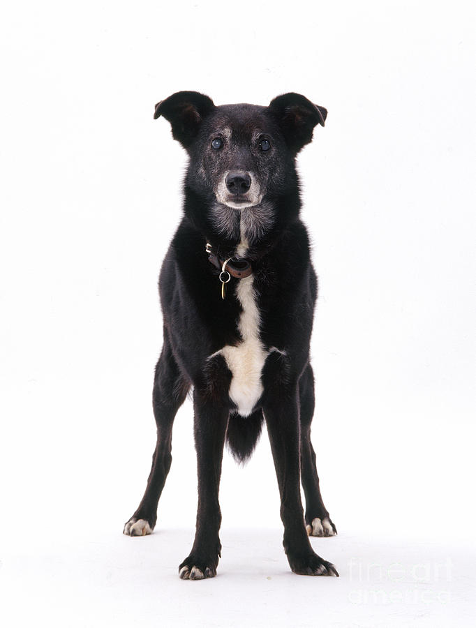 Dog Photograph - Lurcher With Cataracts by Jane Burton