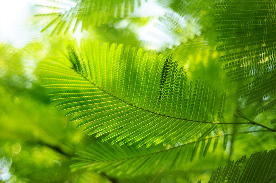 Luscious Green Light. Acacia Tree Photograph by Jenny Rainbow