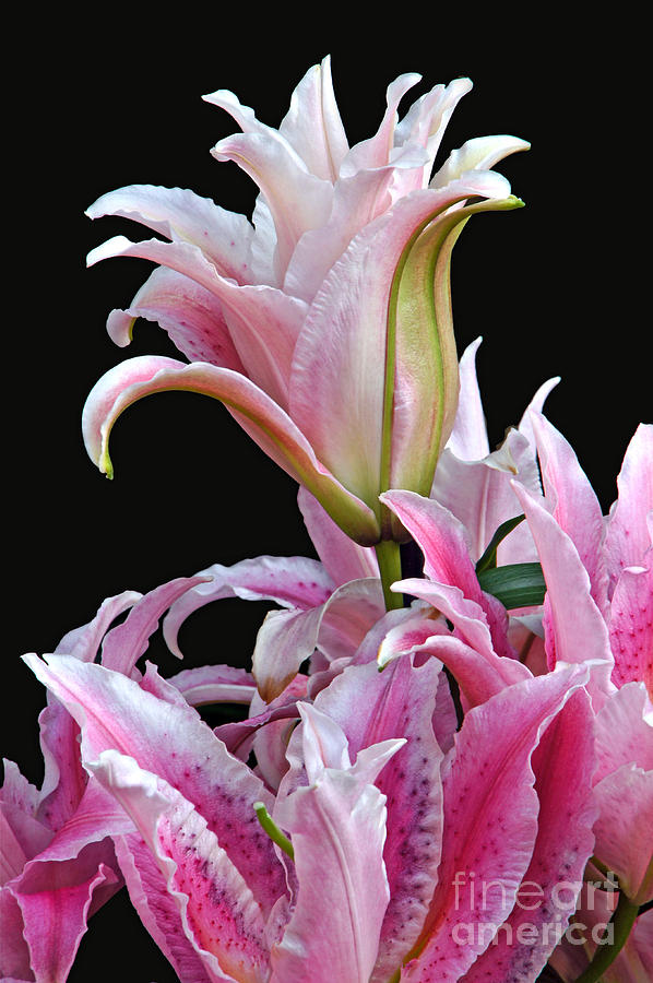 Luscious Lilies Photograph by Byron Varvarigos
