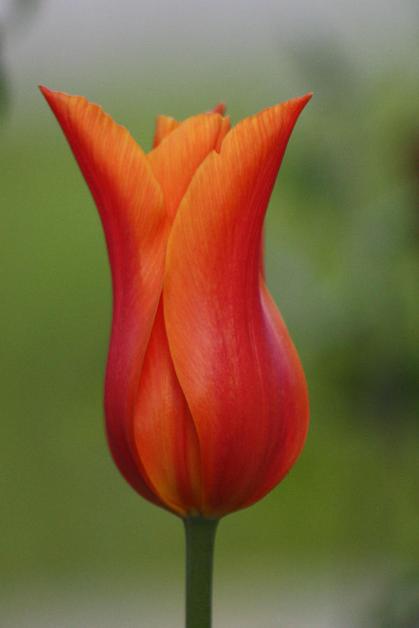 Luscious Orange Tulip Photograph by Cathie Douglas