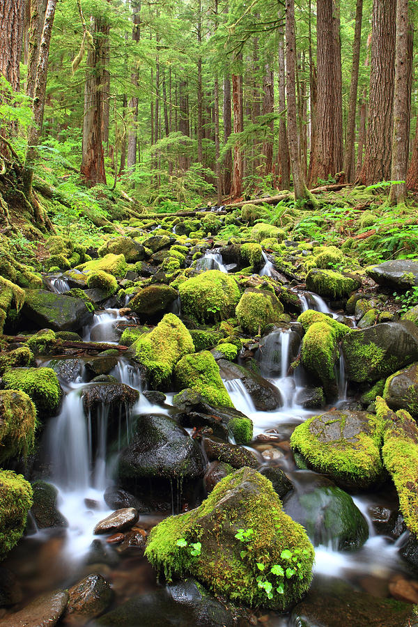 Lush Creek Olympic National Park Photograph by Pierre Leclerc Photography