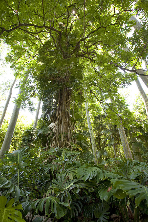 Lush Forest Vines Photograph by Jenna Szerlag Fine Art America