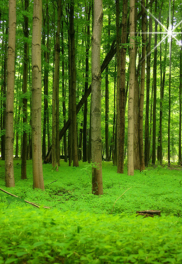 Lush Green Forest 2 Photograph by Cindy Haggerty