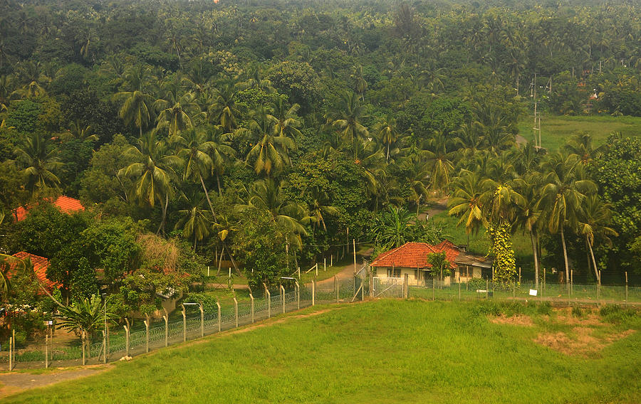 Lush Green. Sri Lanka Photograph by Jenny Rainbow