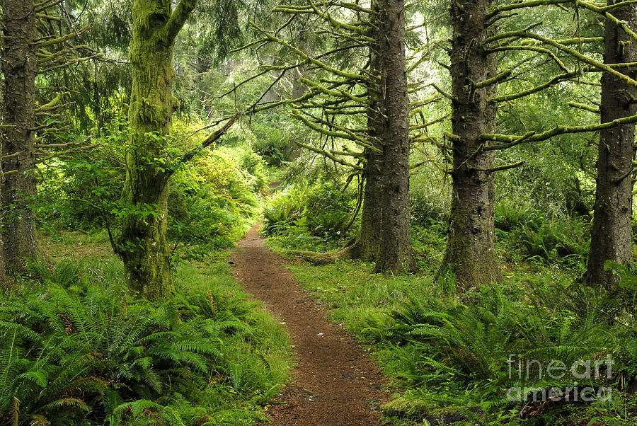Lush Oregon Rain Forest Photograph by Marcus W Reinkensmeyer