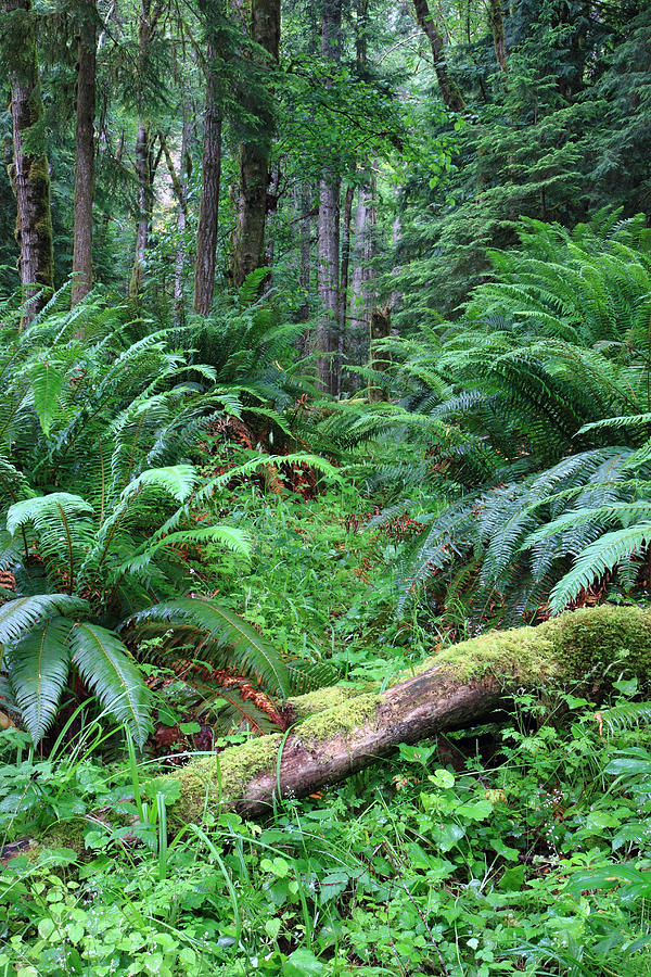 Lush rain forest in Olympic National park Photograph by Pierre Leclerc Photography