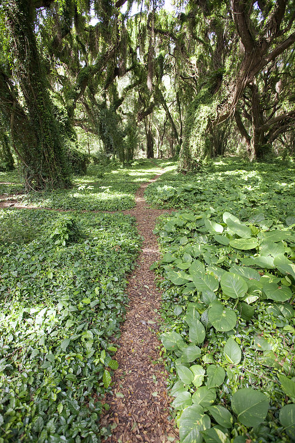 Lush Rainforest Path Photograph by Jenna Szerlag