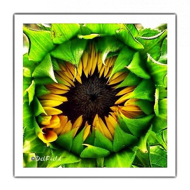 Lush Sunflower Blossom Ready To Show Photograph by Deb - Jim Photograhy
