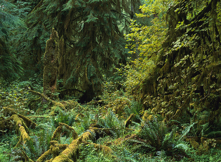 Lush Vegetation In The Hoh Rain Forest Photograph by Tim Fitzharris