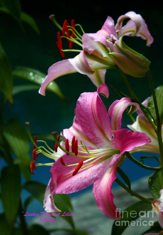 Lushes Fragrant Lilies Photograph by Patrick Witz