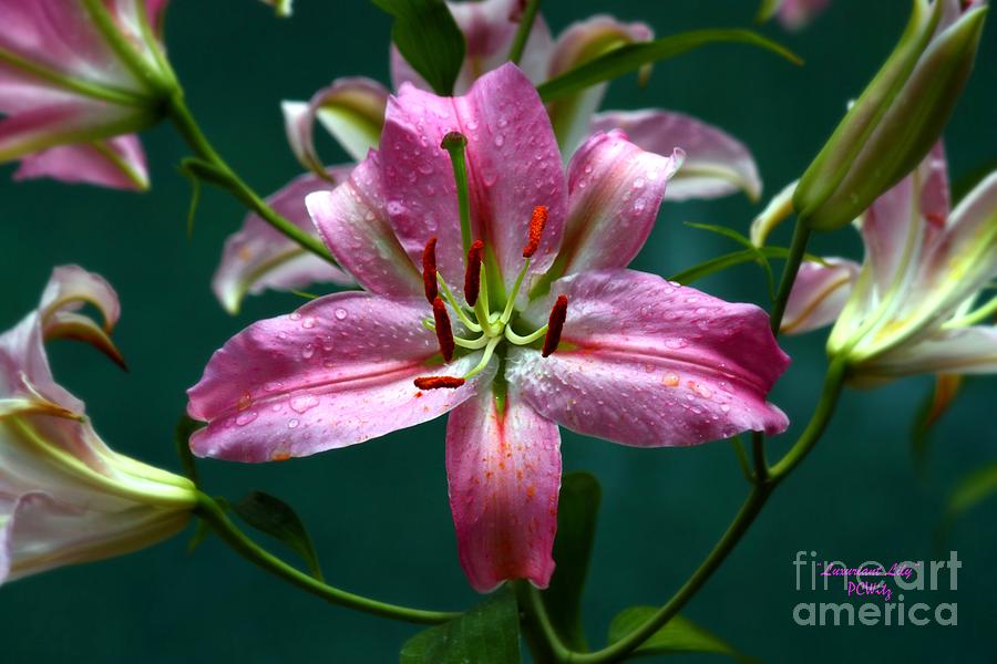 Luxuriant Lily Photograph by Patrick Witz