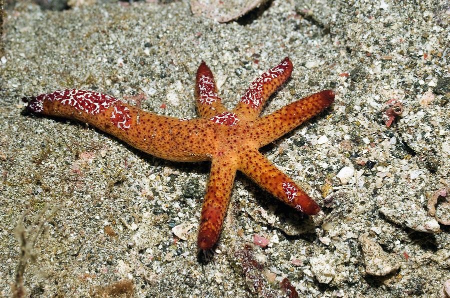 The amazing return of the starfish: species triumphs over melting disease, Marine life