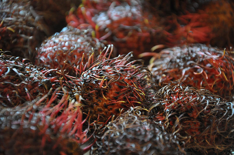 Lychee Fruit 1 Photograph by Frank Mari