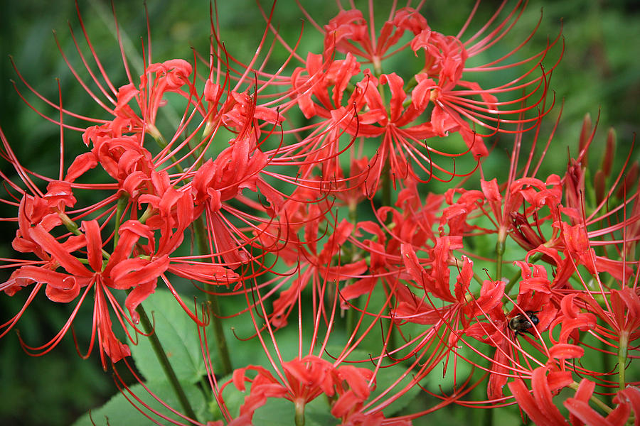 Lycoris Radiata by Patricia Montgomery