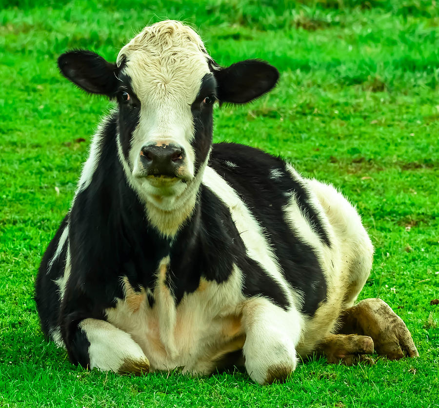 Lying Cow Photograph by Brian Stevens