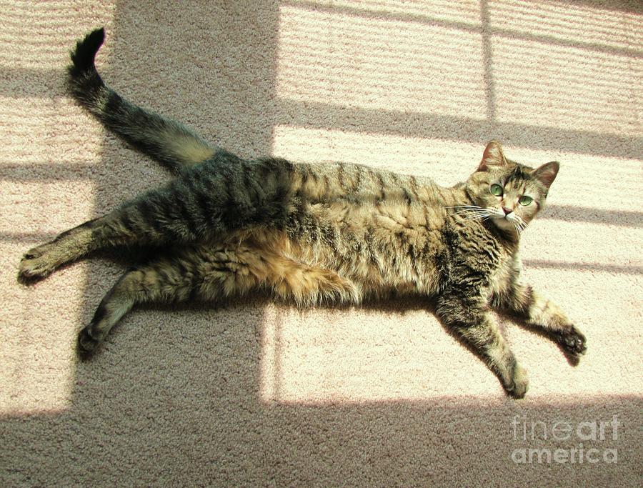 Lying in the sunlight Photograph by Michelle Powell
