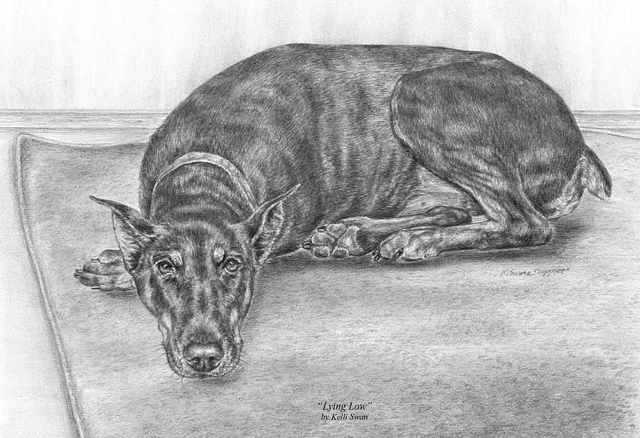 Lying Low - Doberman Pinscher Dog Art Print Drawing by Kelli Swan