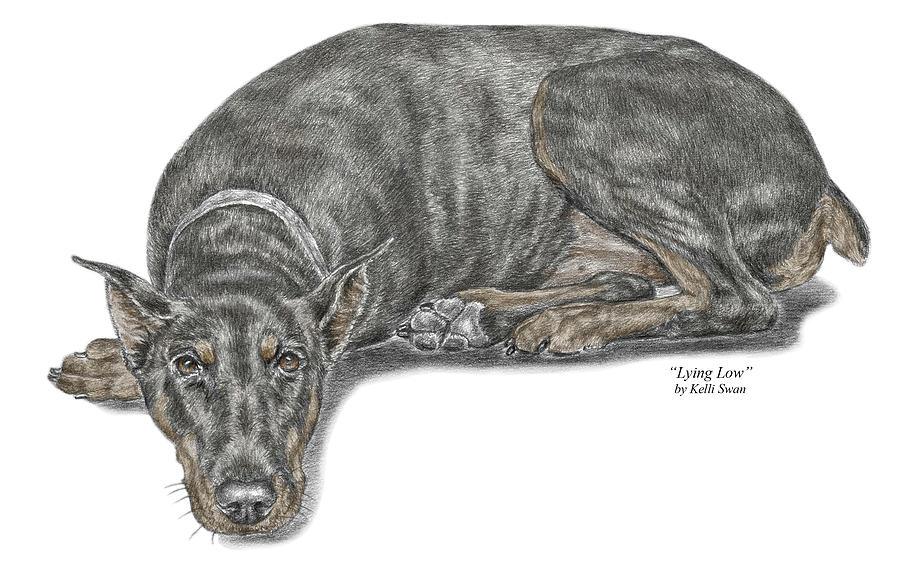 Lying Low - Doberman Pinscher Dog Print color tinted Drawing by Kelli Swan
