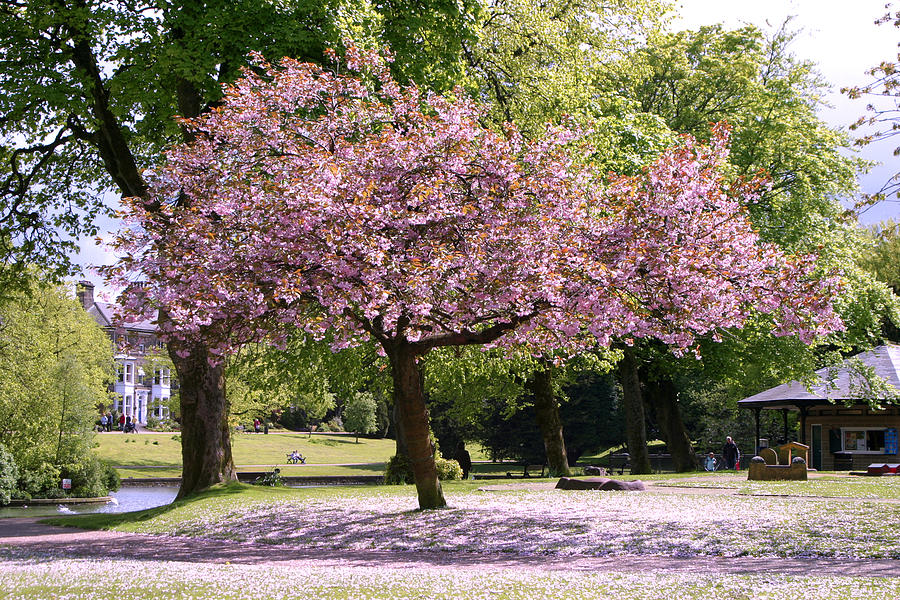 Summer Photograph - Lylic Tree. by Stephen Douglas