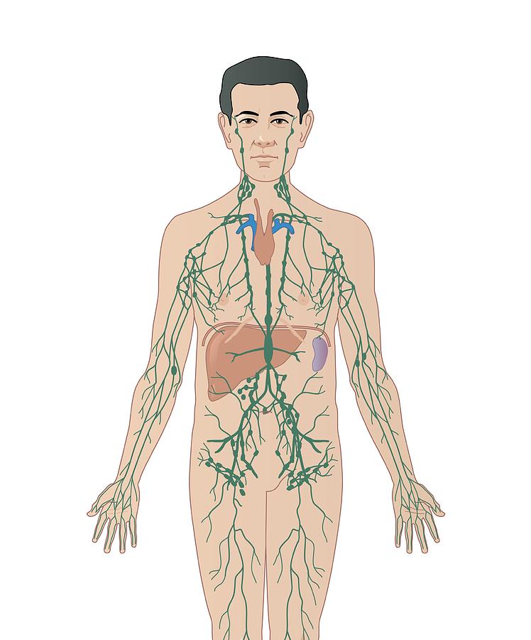 Lymphatic System, Artwork Photograph by Peter Gardiner - Pixels