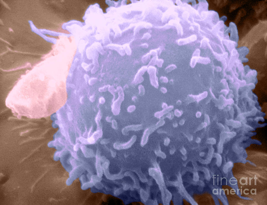 Lymphocyte Photograph by Science Source