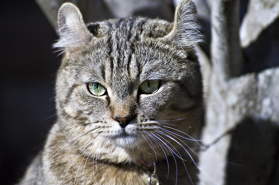 Lynx Cat Photograph