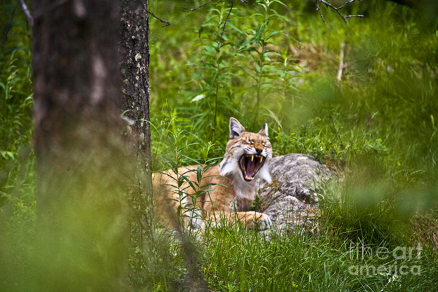 Lynx Photograph by Heiko Koehrer-Wagner