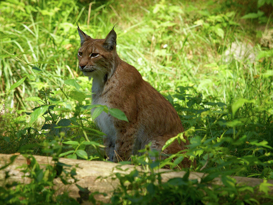 Lynx Photograph by Jouko Lehto