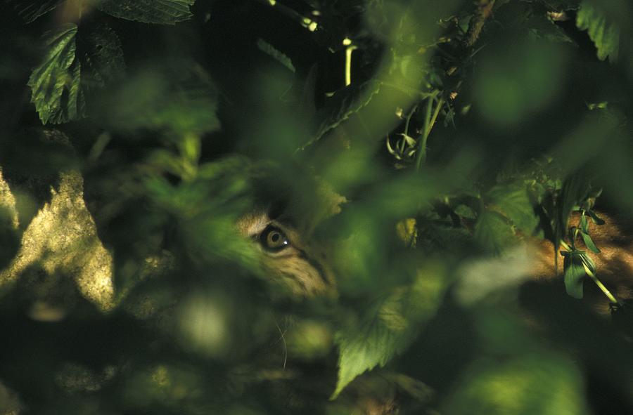 Lynx kitten behind a bush Photograph by Ulrich Kunst And Bettina Scheidulin