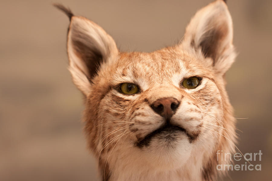 Wildlife Photograph - Lynx portrait by Johan Larson