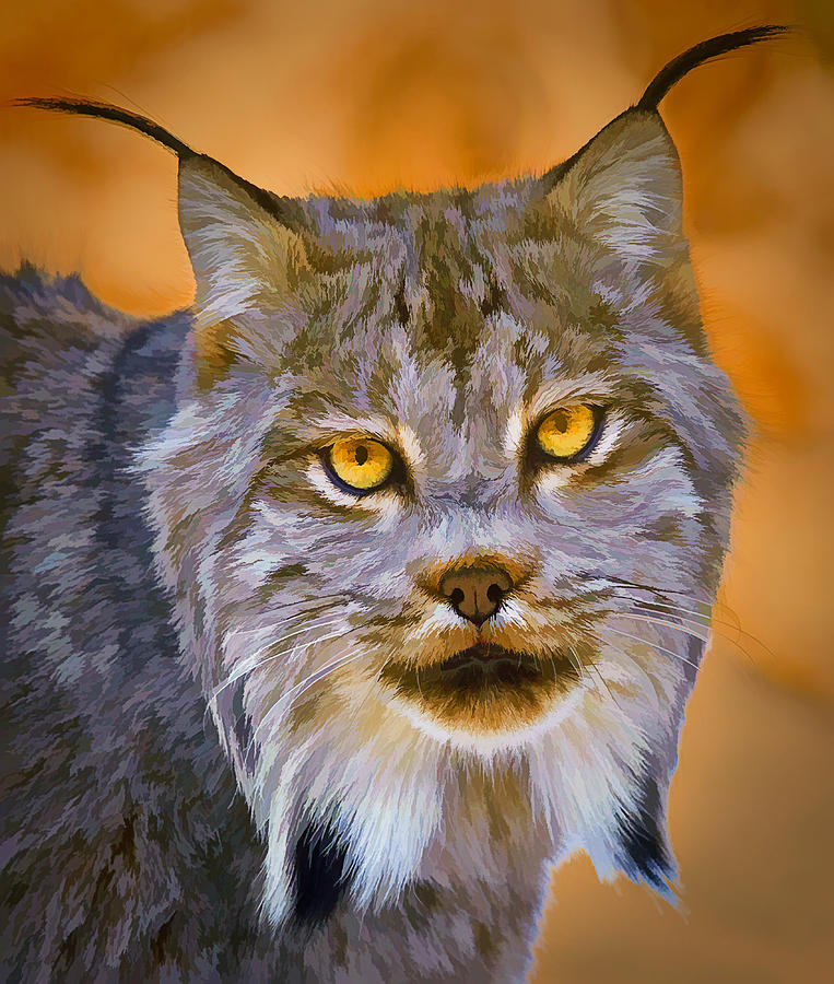 Lynx Photograph by Steve Zimic