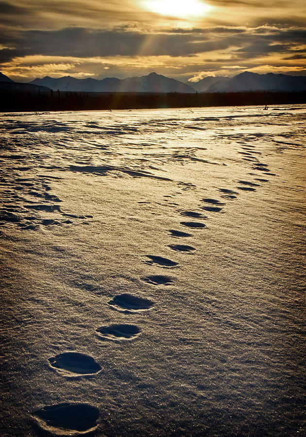 Lynx Tracks Photograph by Fred Denner