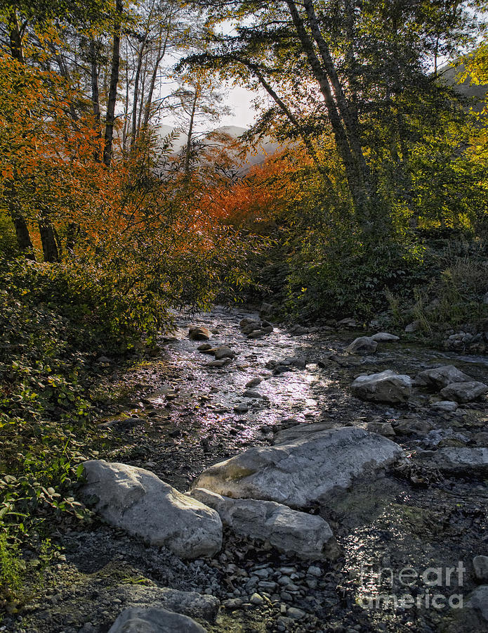 Lytle Creek Seclusion Photograph by David Ricketts - Fine Art America