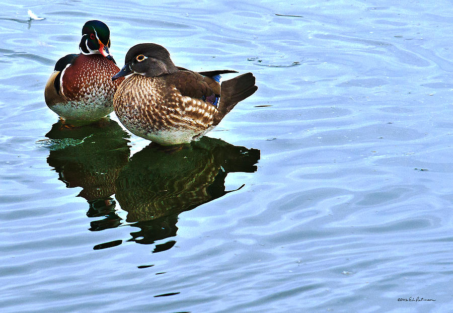 Ma And Pa Wood Duck Photograph by Ed Peterson