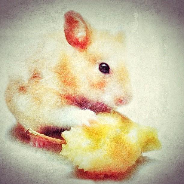 Vintage Photograph - Ma Bebé #cute #hamstagram #hamster by Maura Aranda