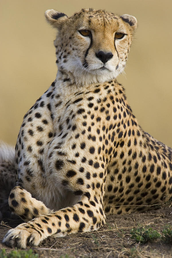 Maasai Mara Cheetah  Photograph by Suzi Eszterhas