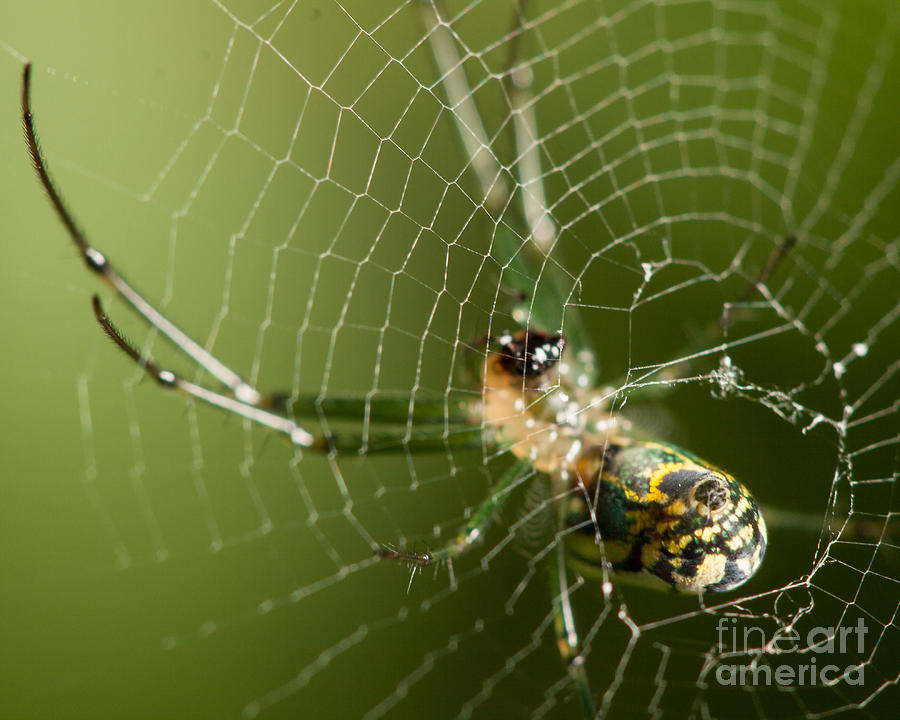 Mabel Orchard Spider Photograph by Louis B - Fine Art America