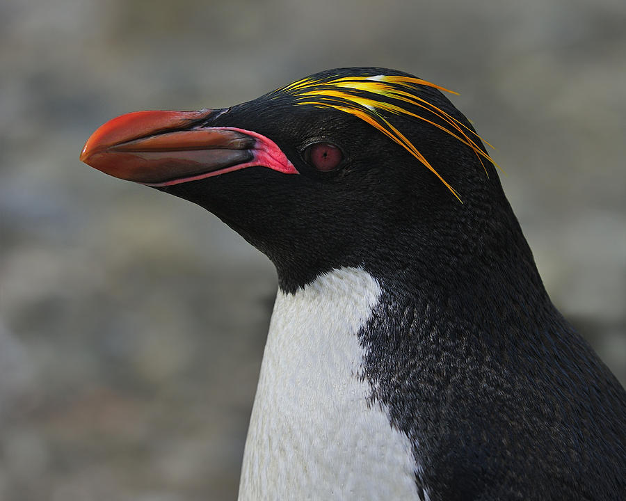 Penguin Photograph - Macaroni Penguin by Tony Beck
