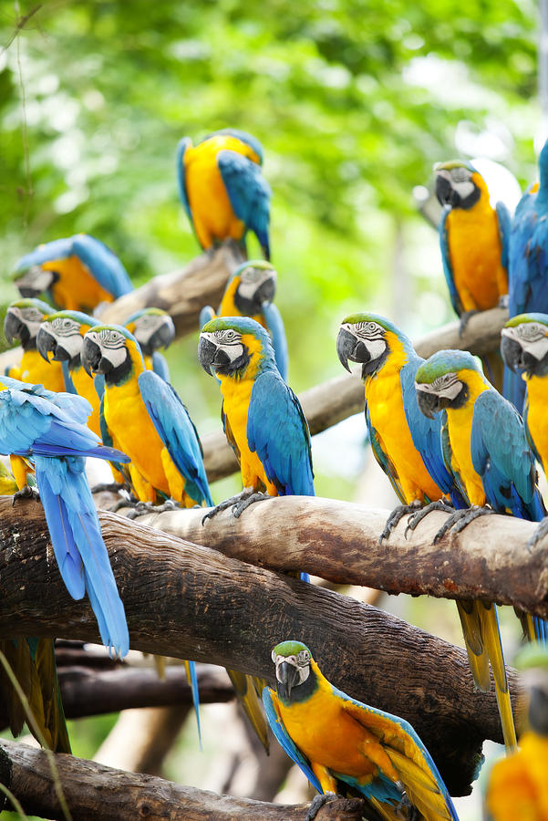 Jungle Photograph - Macaw by Anek Suwannaphoom