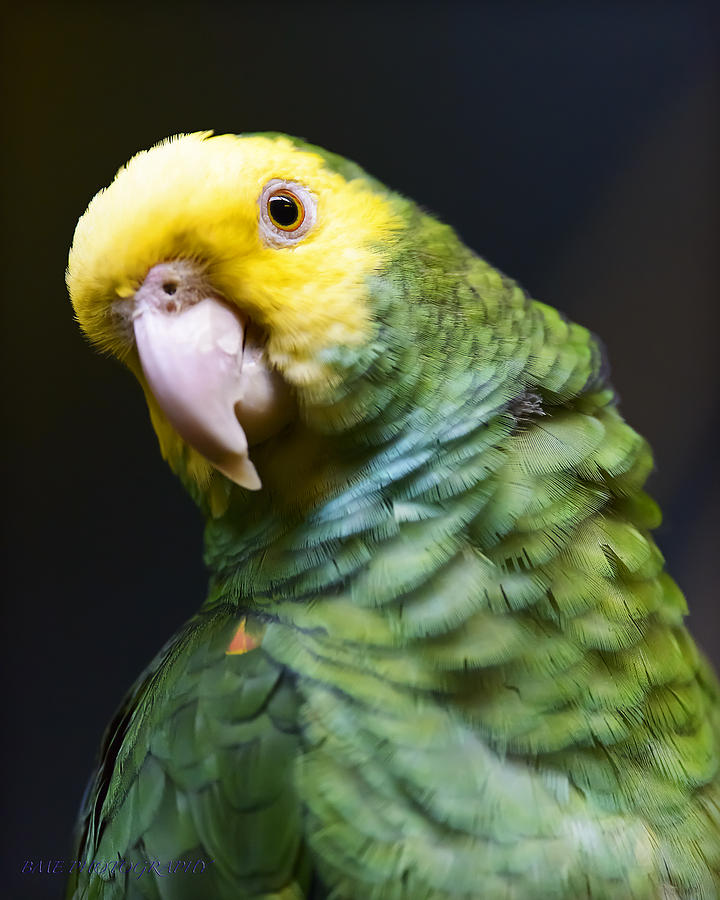 Macaw Photograph by Edward Kovalsky