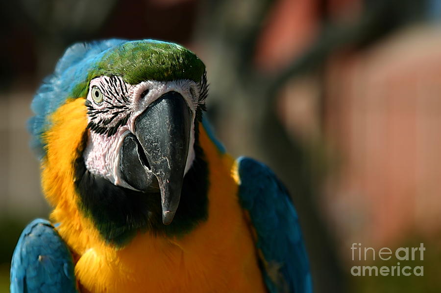 Macaw Photograph by Henrik Lehnerer