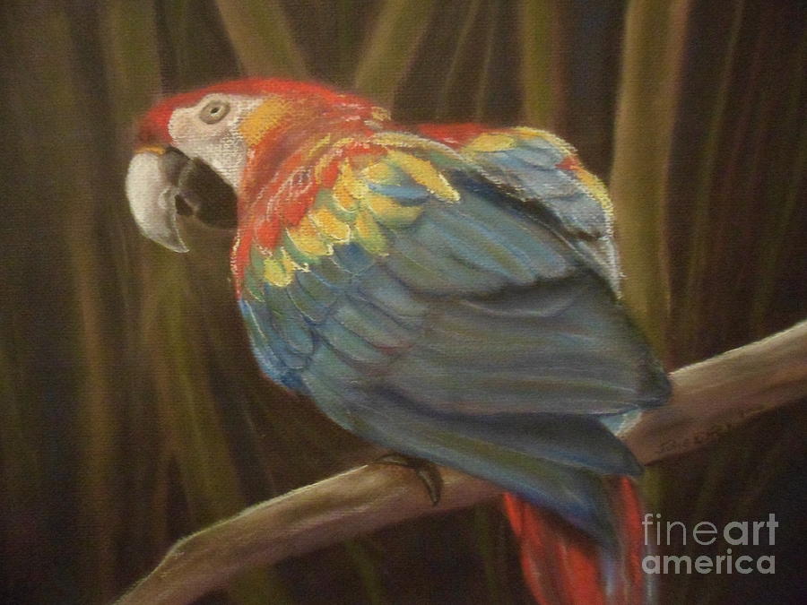 Macaw in  the Jungle Pastel by Julie Brugh Riffey