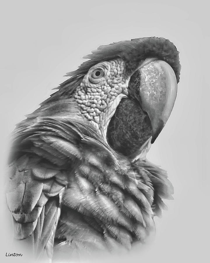 Macaw Digital Art by Larry Linton