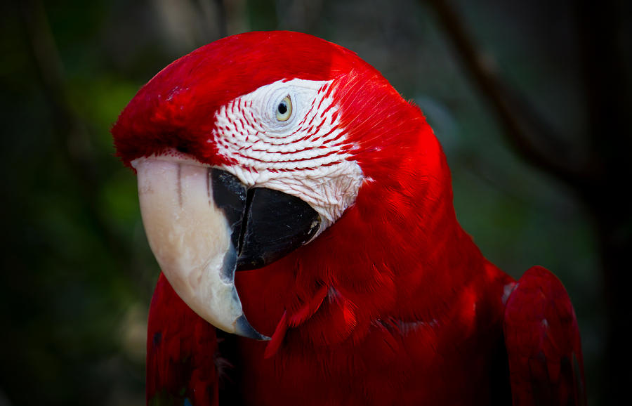 Macaw Photograph by Mark Andrew Thomas